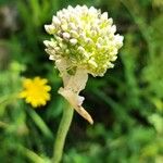 Allium acutiflorum Blomst