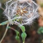 Lactuca serriola Frucht