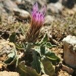 Klasea pinnatifida Flower