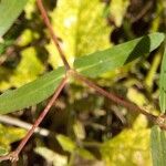 Euphorbia nutans Liść