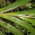 Xiphidium caeruleum Leaf