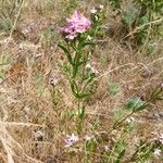 Centaurium erythraea অভ্যাস