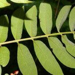 Mosquitoxylum jamaicense Blatt