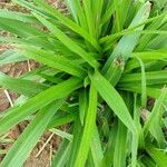 Hymenocallis littoralis Leaf