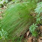 Festuca heterophylla برگ