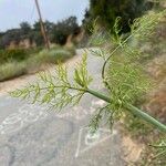 Foeniculum vulgareHostoa