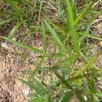 Crotalaria lanceolata Hostoa