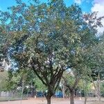 Syzygium jambos Habitus