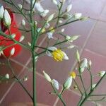 Nandina domestica 花