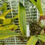 Encyclia cordigera 葉