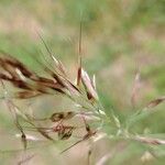 Avenula pubescens Fula