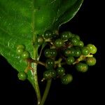 Psychotria acuminata ഇല