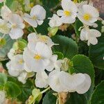 Begonia cucullata Blomst