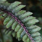 Athyrium niponicum Blad