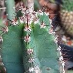 Cereus hildmannianus Folha