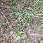 Cyperus alternifoliusBlad