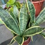 Sansevieria trifasciataLeaf