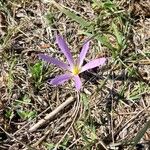 Colchicum montanumКветка