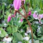 Dodecatheon meadia Fiore