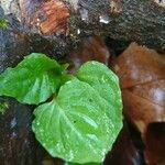 Circaea alpina Leaf