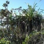 Pandanus bilinearis Habit