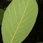 Litsea monopetala 葉