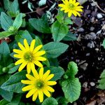 Sanvitalia procumbens Libunga