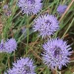 Jasione montana Blüte