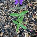 Verbena rigida Hoja