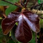 Jatropha gossypiifolia Blad