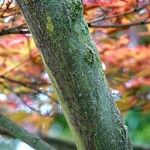 Acer palmatum 树皮