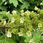 Hydrangea quercifoliaFlower