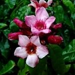 Strophanthus gratus Flower