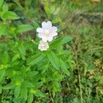 Epilobium parviflorumBlüte