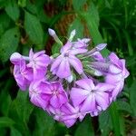 Phlox drummondii Flower