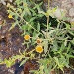 Pulicaria arabica Libunga