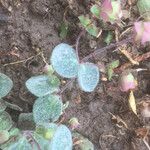 Origanum dictamnus Leaf