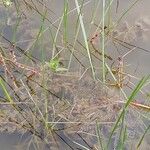 Myriophyllum spicatum ഇല