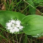 Maianthemum bifolium Лист