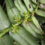 Calyptrochilum christyanum Hoja