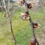 Ulmus glabra Flower