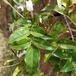 Jasminum polyanthum पत्ता