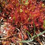 Drosera anglica Folio