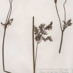 Mutellina adonidifolia その他の提案