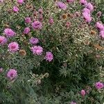 Symphyotrichum novae-angliae 整株植物