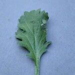 Leucanthemum ircutianum Blad