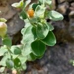 Antirrhinum molle Hoja