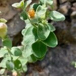 Antirrhinum molle Leaf