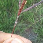 Dichanthium aristatum Flors