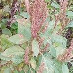 Amaranthus hybridus Hábito